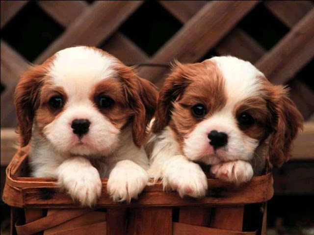 Cute Puppies HD Wallpaper Free Download