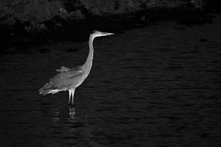 Wildlifefotografie Lippeaue Olaf Kerber Graureiher