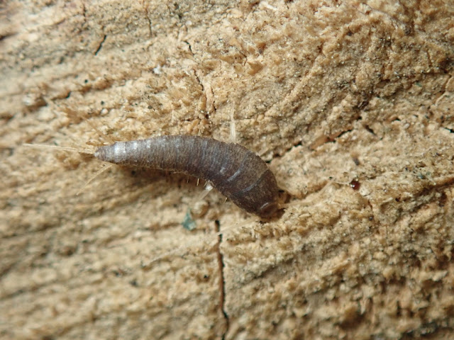 Lepisma saccharina