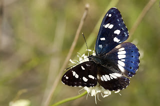 Para ampliar Limenitis reducta (ninfa del bosque, ninfa de arroyos) hacer clic