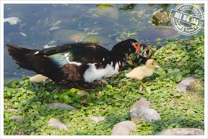 中央公園鴨子
