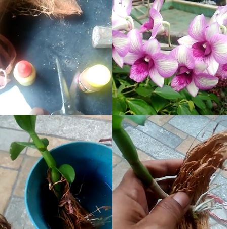 Pesona jagat raya,pupuk bunga anggrek, orchid fertilizer,cara perawatan anggrek, way orchid care,bunga, flower,cara, way,budidaya, cultivation,jenis, type, price,koleksi, collection,dendrobium,color, media tanam,growing media,cara menanam, how to grow,gambar, picture, Flower, roses, how to plant roses, meaning of roses,ret,white,blue,orchid,media tanam,