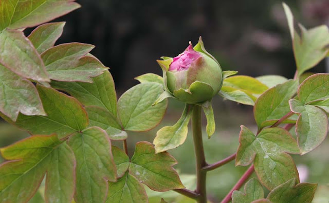 Peony Flowers Pictures