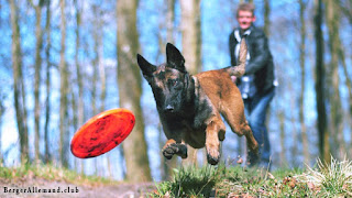 berger allemand jouant avec le frisbee