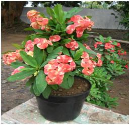 euphorbia