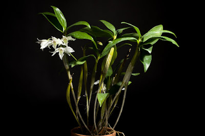 Dendrobium johnsoniae care and culture