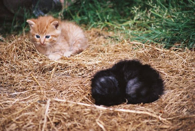 two feral kittens photo