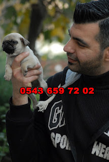 satılık pug yavruları izmir, izmir satılık pug yavruları, satılık pug yavrusu izmir, satılık pug mops yavruları izmir, izmir de satılık pug yavruları, pug yavrusu satilik, satilik pug yavrulari izmir