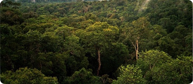 Biodiversity-Amazon_Manaus_forest