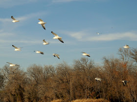 Ring-billed gulls flying across Sunset Bay, White Rock Lake, Dallas, Texas