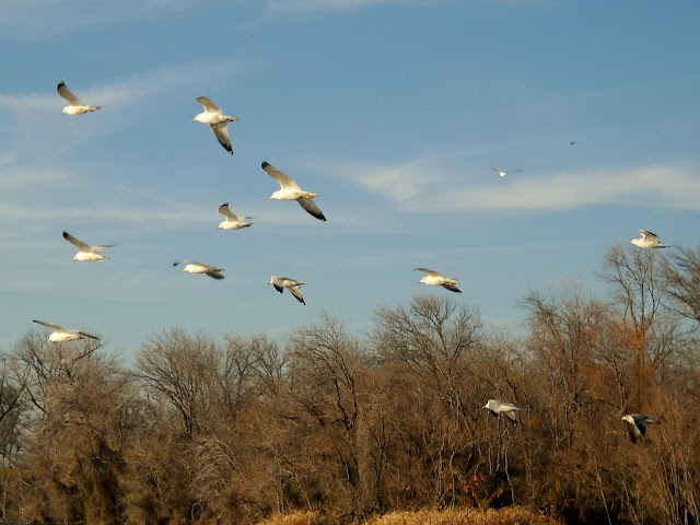 Ring-billed gulls flying across Sunset Bay, White Rock Lake, Dallas, Texas