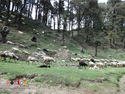 Villagers with herd of sheep 