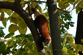 Reviewing What We Know About the Red Panda