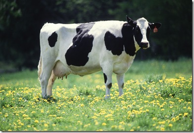 milk-dairy-cow wa voluntary administration