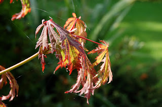 Acer, Erable, Sapindaceae, Petit arbre, couleur d'automne, sous les grands arbres, arbre pour mi-ombre, feuillage d'automne