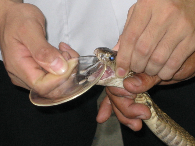 Antivenoms are produced using venoms extracted from snakes.