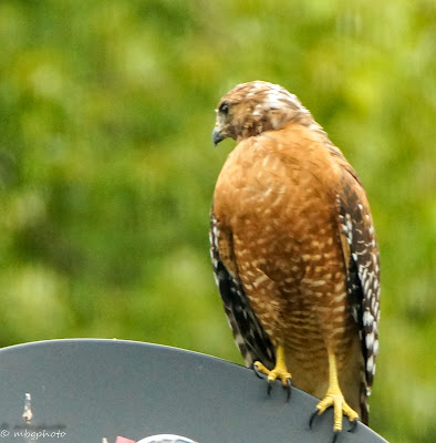 Red-Shouldered Hawk sitting on a satellite dish photo by mbgphoto