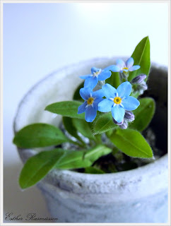 myosotis des bois