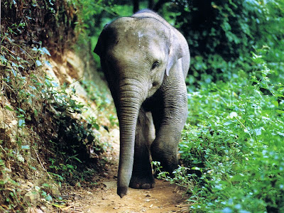 Wallpaper baby elephant -