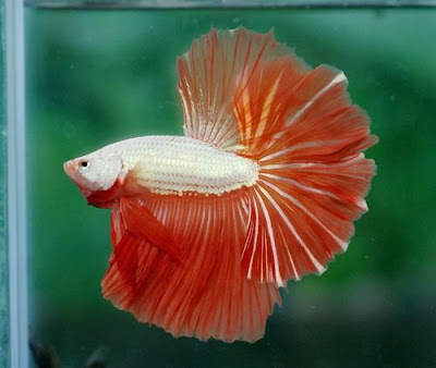 Dragonscale Betta