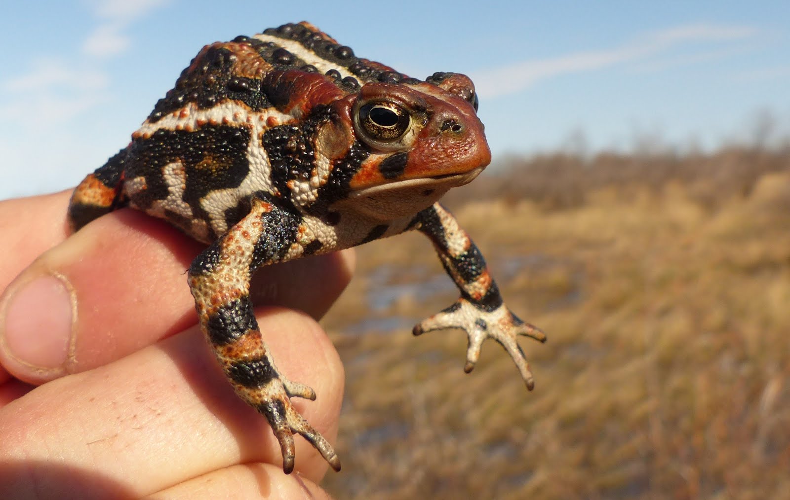 'Hudson Bay' American Toad (Anaxyrus americanus copei)