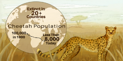 Cheetah Population