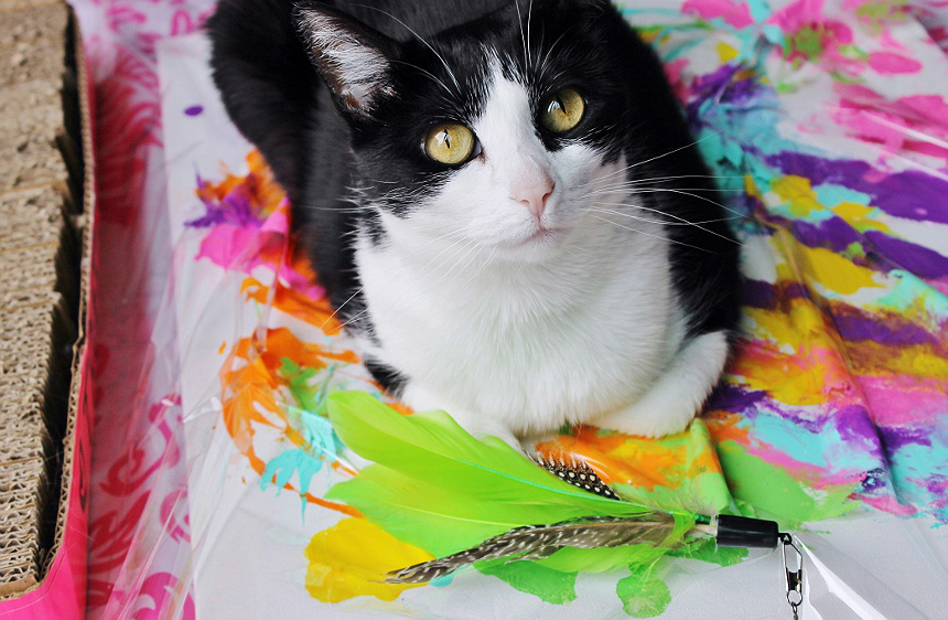 Cat Painting- This SIMPLE and fun art project can be done with your cat! Discover #JacksonGalaxyCatPlay by Petmate toys and enrichment tools at PetSmart and unleash your cat's inner Mojito! Foster a cat's natural instincts to hunt, catch, and kill with these colorful and engaging cat toys! #Sponsored