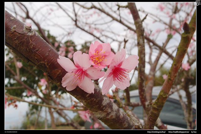 2019-01-01雲林古坑華山-龜仔頭-二尖山唬爛亭-小百岳大尖山