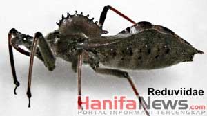 1. Wheel Bug