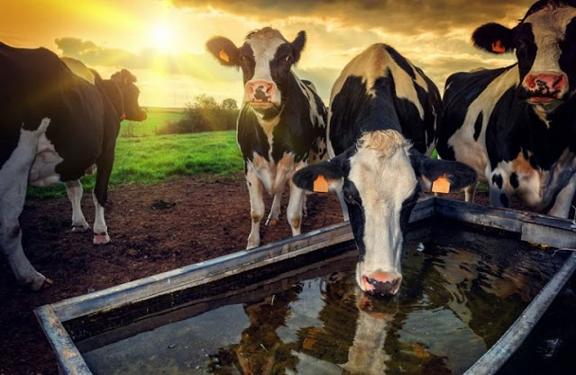 ΕΕ: Γάλα και κρέας σε κρίση – Δύσκολες οι προβλέψεις για το 2023