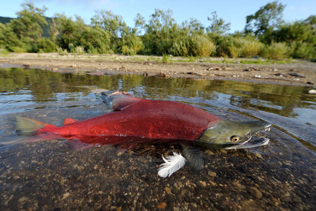 Salmonid Fish