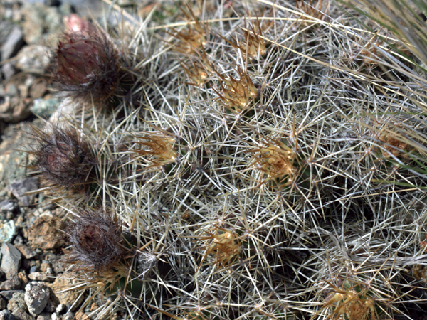 xuong-rong-austrocactus-bertinii