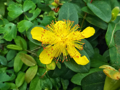 kids capture the colour yellow