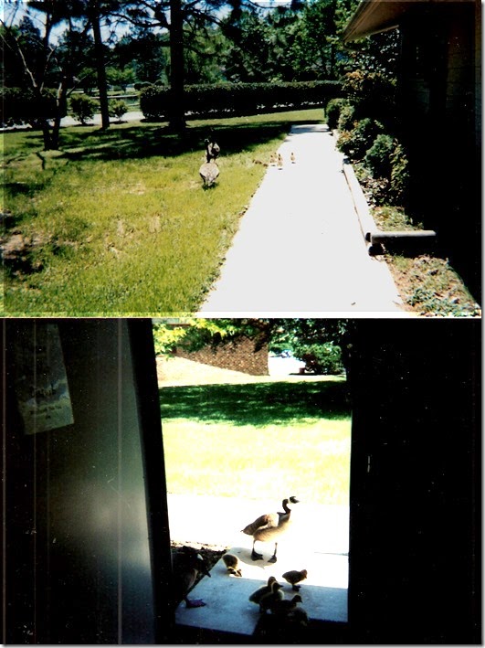Geese