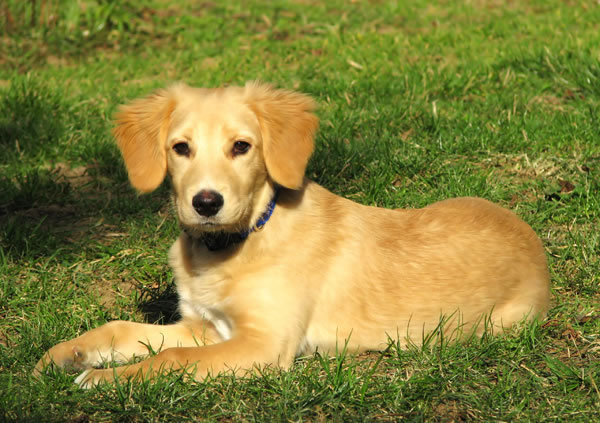 Der Golden Retriever Labrador: Eine umfassende Beschreibung - GolDen+Retriever+Lab+Mix+Puppies2