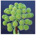 Angelica herb picture