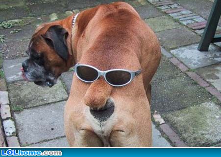 Funny Dog Pictures Funny Dog Pictures