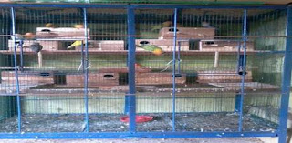 Inilah Kumpulan Kandang Ternak Lovebird Sederhana