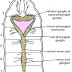 Nervous system of earthworm zoology | HSEB | Grade 11 zoology notes