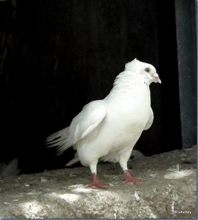 DSCF0508-1