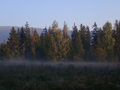 grzyby 2018, grzyby we wrześniu, borowiki szlachetne, borowiki ceglastopore, muchomory czerwone