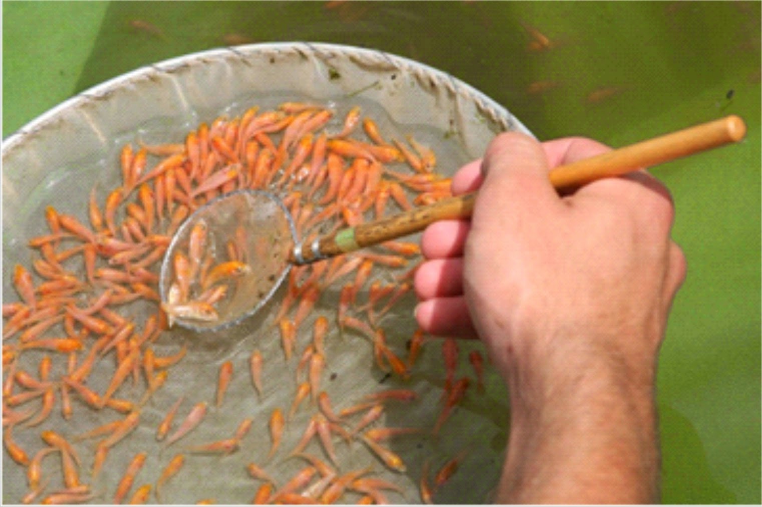 Proses Pemijahan Ikan  Koi  Tutorial Cara Budidaya
