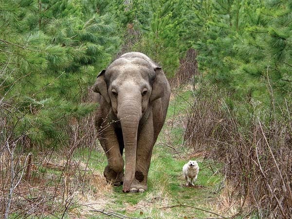 Here Are 24 Awesome Things You Didn't Know About Animals. #11 Just Made My Week. - Elephants show incredible empathy for others, even different species