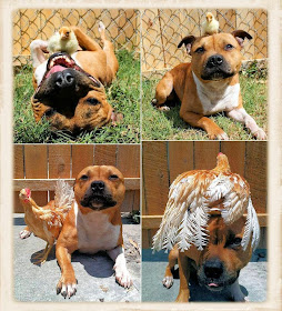 Funny animals of the week - 7 March 2014 (40 pics), chicken and pit bull best friens