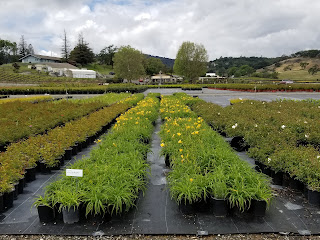 Day Lily Dwarf Yellow