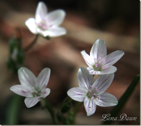 Spring_Beauties