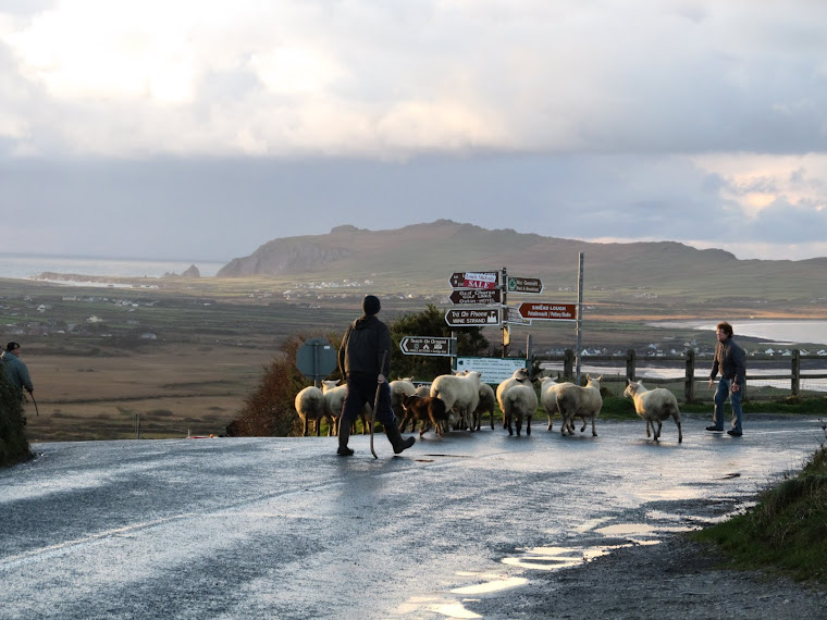 Dingle