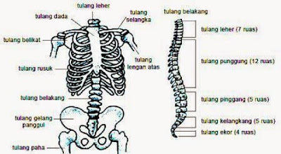  RANGKA  MANUSIA 