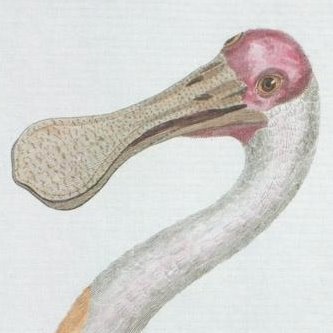 Roseate Spoonbill head