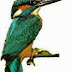 [Hardware Story] DESKTOP BIRD OR KINGFISHER SOFTWARE FREE DOWNLOAD 